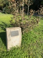 Targa commemorativa L’albero della Libertà (20th century)